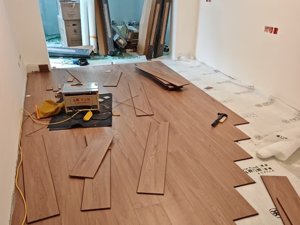 清雅有趣呜咽猫