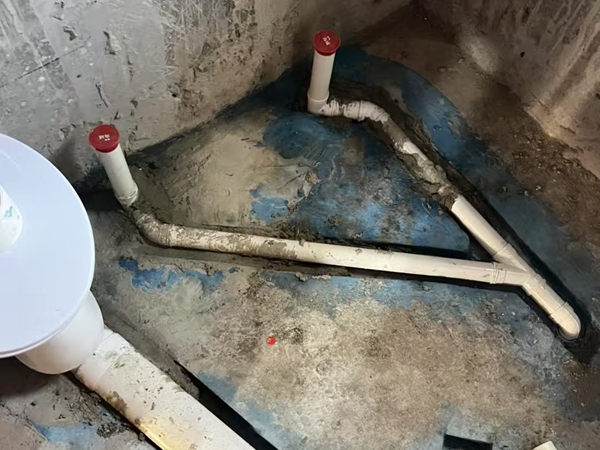 善信清新的小黄